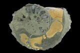 Sliced Pyritized Ammonite (Pleuroceras) Fossil Pair - Germany #125375-3
